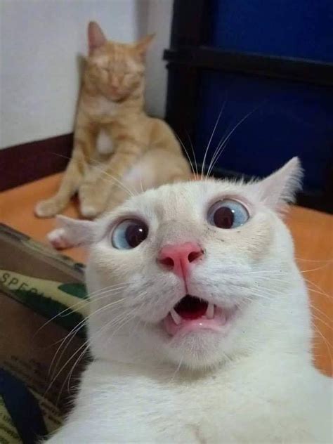 cat with funny face|very funny cat pictures.